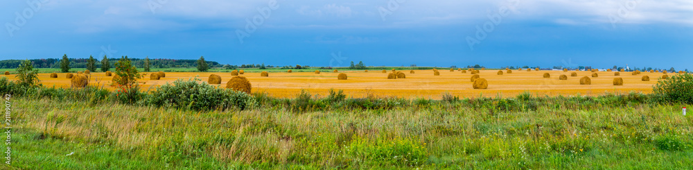 Rags of mown hay in the middle of the endless golden field against the blue sky
