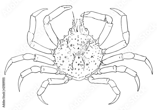 Spider crab #vector #isolated - Krabbe