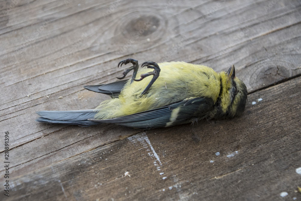 Obraz premium Dead bird (Blue tit) background in nature