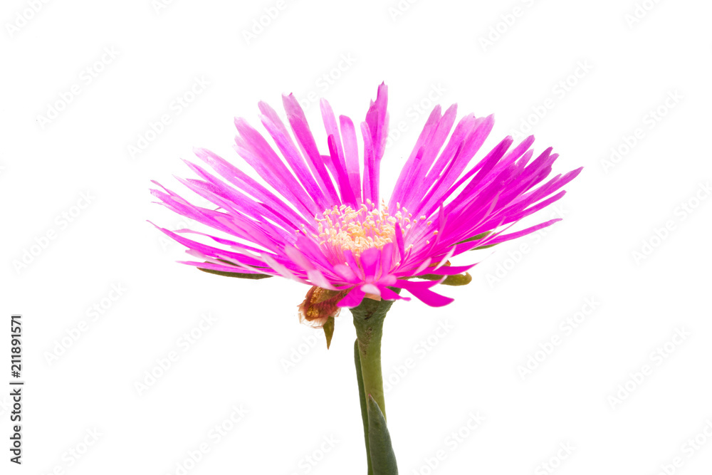 lilac flower isolated