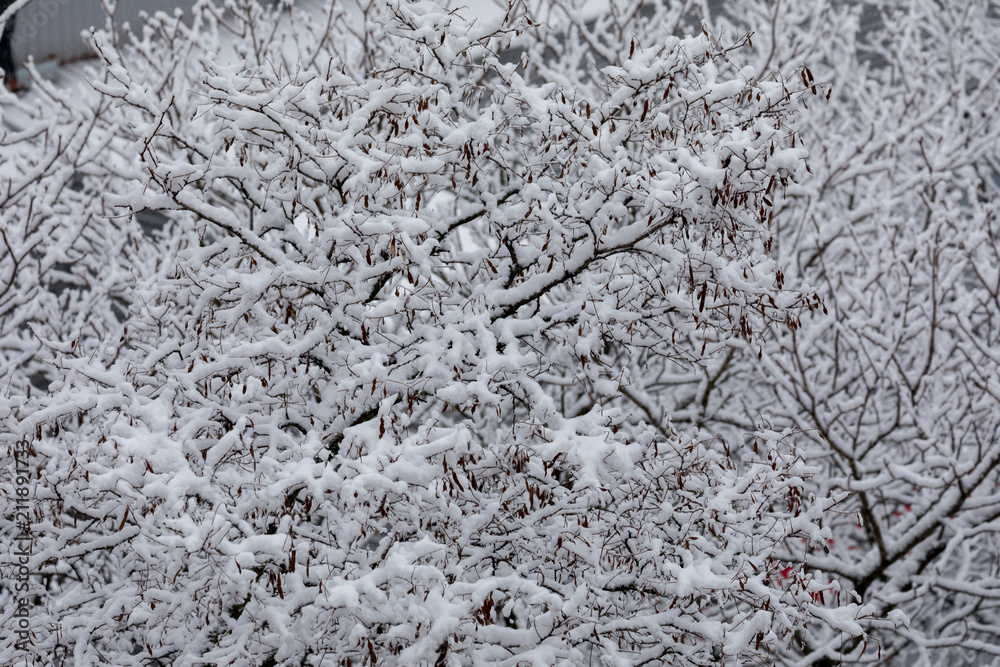 Black branches are covered with fluffy snow. Like a mountain of sweet cotton wool on sticks Black branches are covered with fluffy snow. Like a mountain of sweet cotton wool on sticks