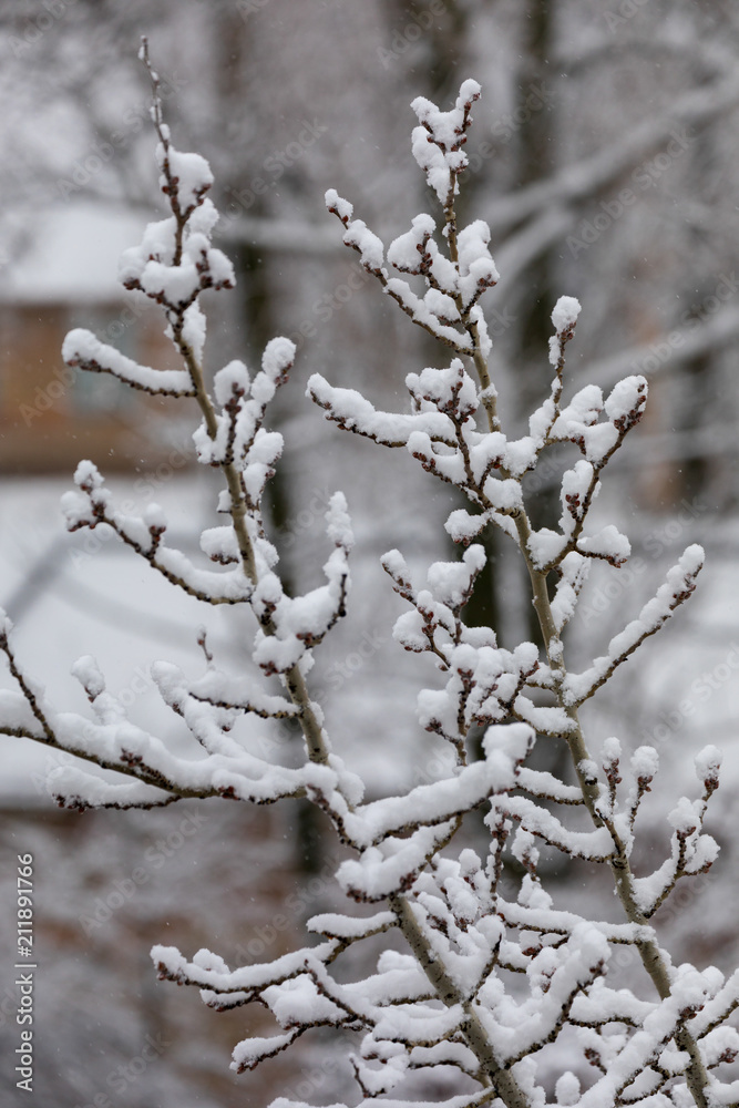 fluffy white snow on the sleeping gray kidneys of the tree