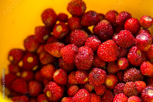 ripe wild strawberry berry in yellow plate