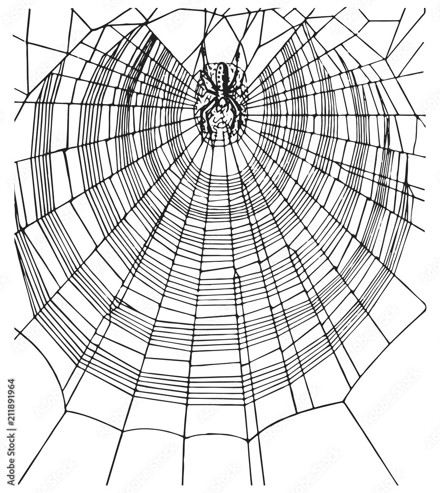 Obraz premium Spiderweb and spider #vector #isolated - Spinnennetz und Spinne