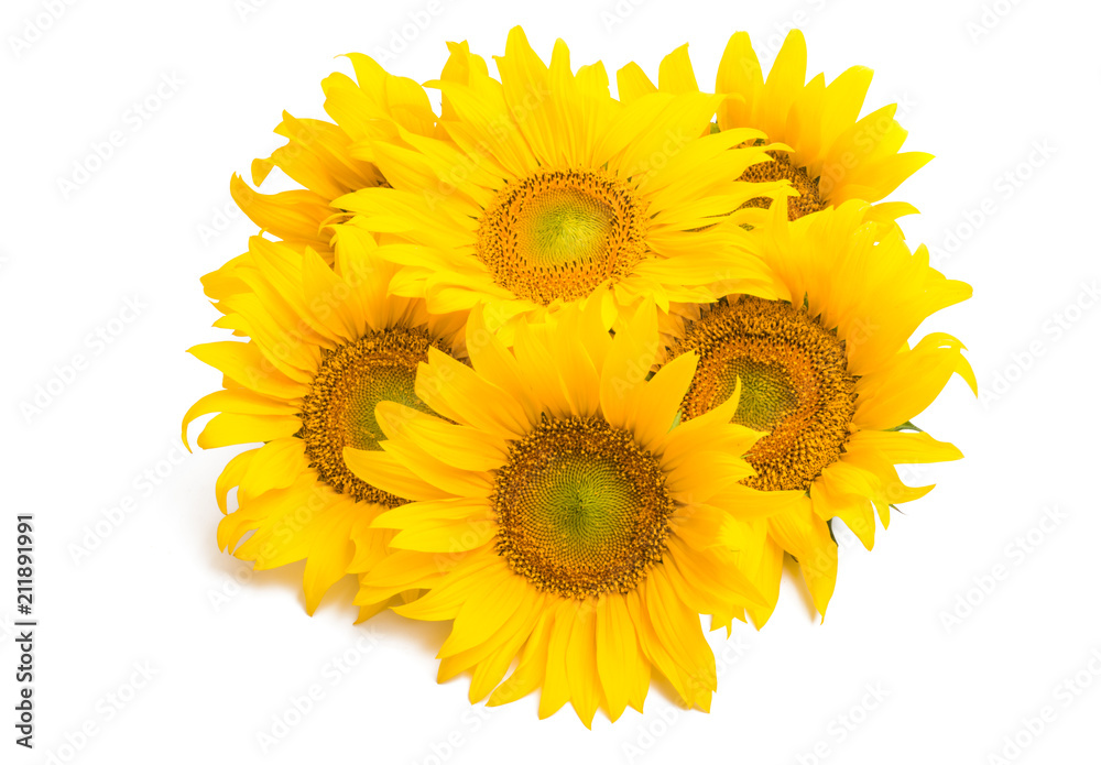 Fototapeta premium sunflower flower isolated