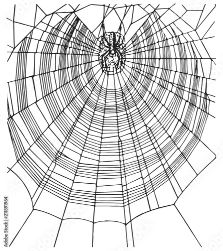 Spiderweb and spider #vector #isolated - Spinnennetz und Spinne
