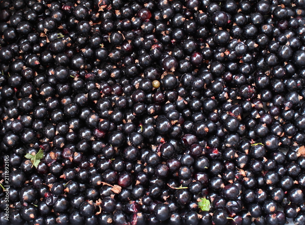Background. The blackcurrant (Ribes nigrum) berries close-up. Background. The blackcurrant (Ribes nigrum) berries close-up.