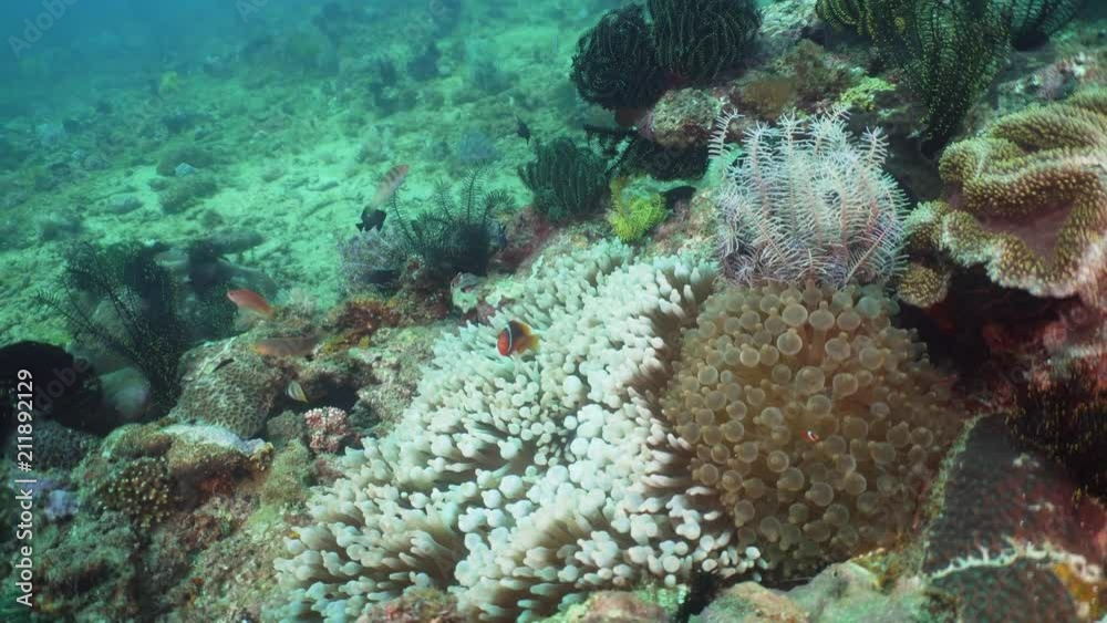 Clown Anemonefish in actinia on coral reef. Amphiprion percula. Mindoro. Underwater coral garden with anemone and clownfish. Philippines Clown Anemonefish in actinia on coral reef. Amphiprion percula. Mindoro. Underwater coral garden with anemone and clownfish. Philippines