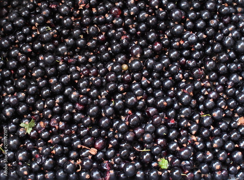 Background. The blackcurrant (Ribes nigrum) berries close-up.
