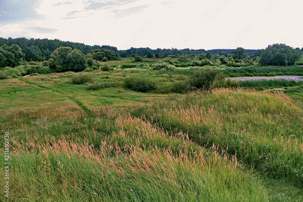 marshy terrain with high herbs and willow bushes near the river