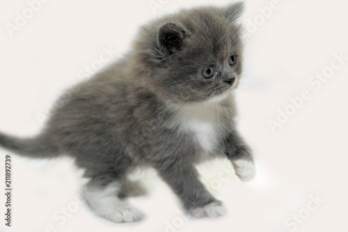 fluffy gray with white kitten on a light background photo