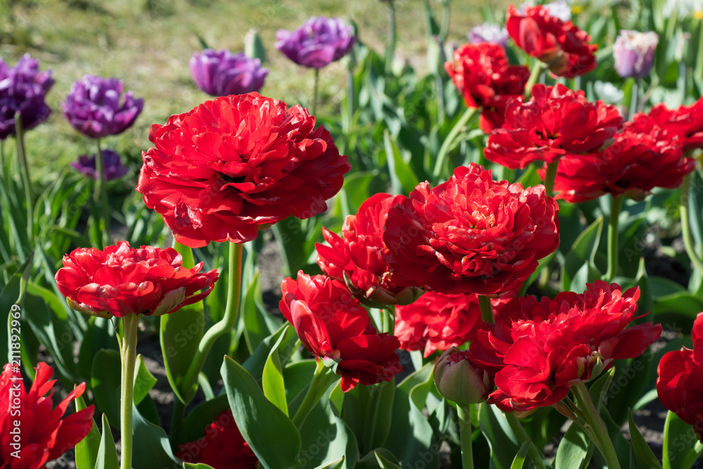 Red tulips blossom in spring