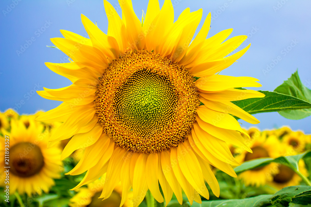 sunflowers on the field sunflowers on the field