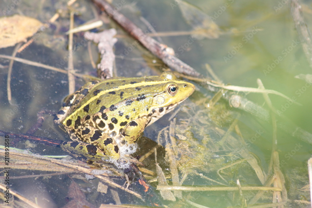 Fototapeta premium tel nature