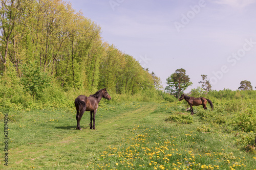 The exciting view of the clearing on which standing the horses © Myroslava