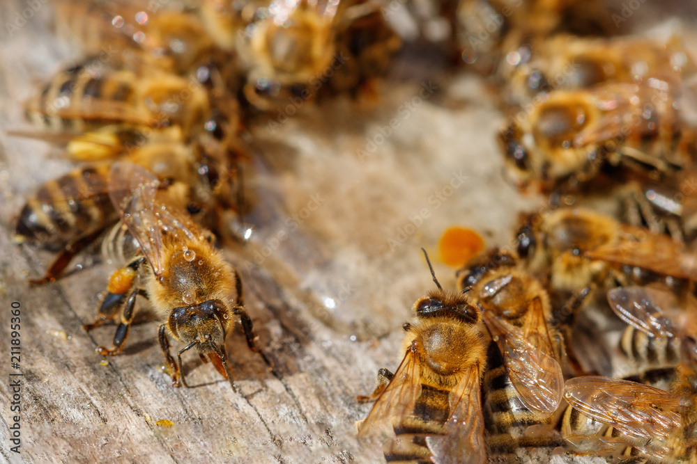 Honey bees with pollen trying to enter the hive on a landing board - macro view from above Honey bees with pollen trying to enter the hive on a landing board - macro view from above