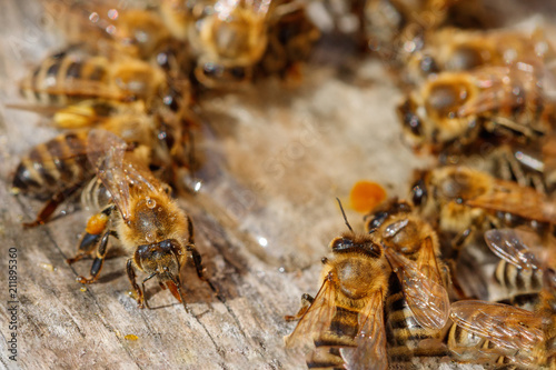 Honey bees with pollen trying to enter the hive on a landing board - macro view from above