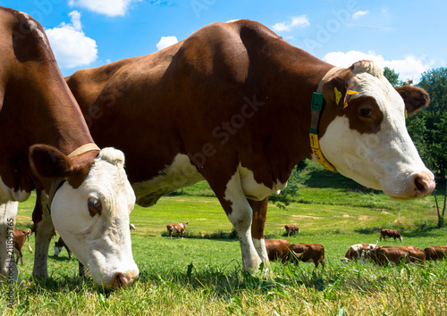 Artgerechte Haltung Kuhhaltung © familie-eisenlohr.de