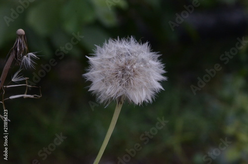Fototapeta Naklejka Na Ścianę i Meble -  dandelion