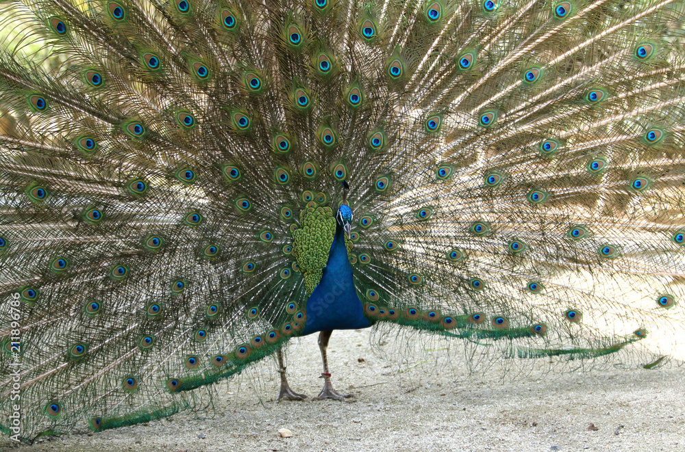 孔雀 インドクジャク 羽を広げた孔雀 Stock 写真 Adobe Stock