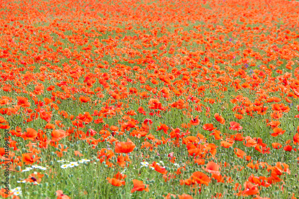 poppy field. Flower plantation of red poppy flowers