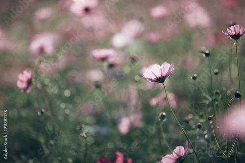 Cosmos pink flowers close up in field background vintage style © Oran Tantapakul
