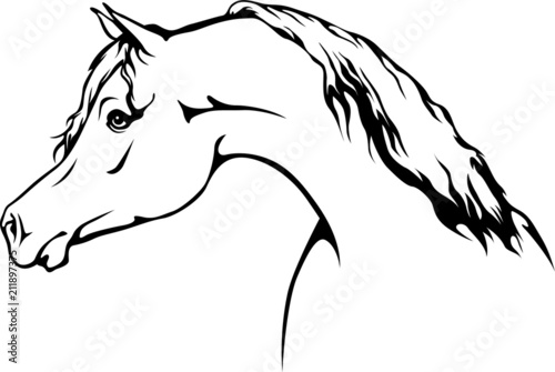 Arabian Horse