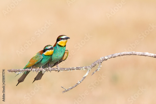 Bright birds sitting on branch photo