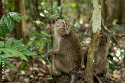 Monkey in Pandangaran, Java, Indonesia © martinscphoto