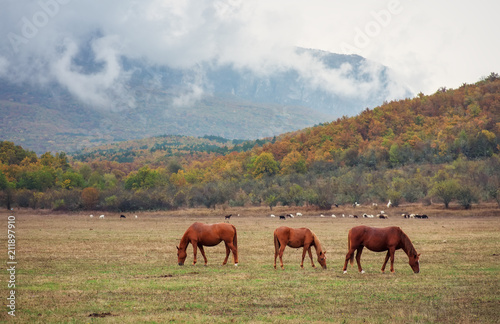 Horses graze near the mountain in the pasture in the autumn.