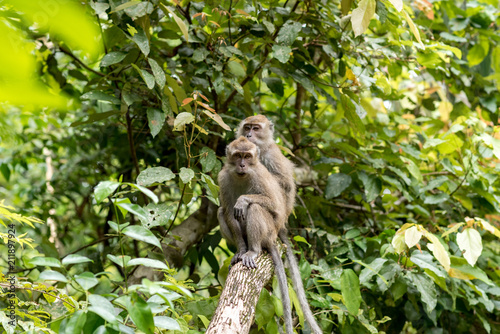 Monkey in Pandangaran, Java, Indonesia photo