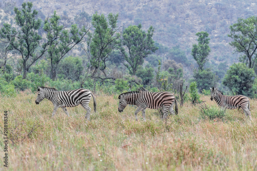 Fototapeta premium Burchels Zebra in Pilanesberg National park