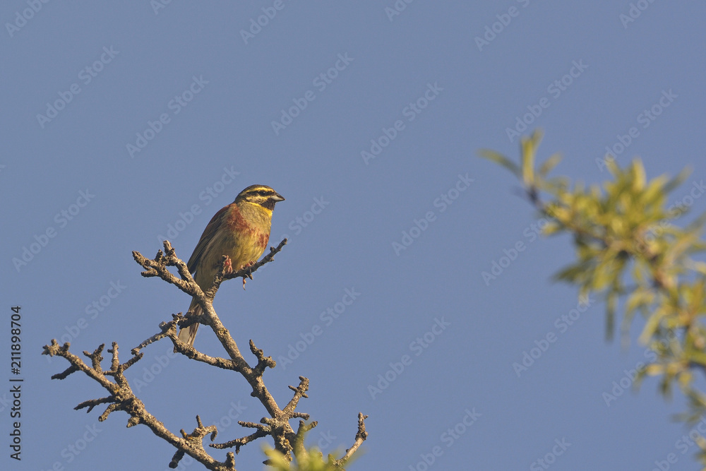 Fototapeta premium Cirl Bunting (Emberiza cirlus), Greece