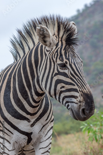 Burchels Zebra in Pilanesberg National park