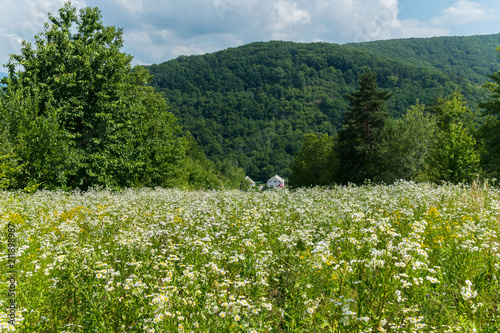 a hill densely planted with white field flowers and a house at the foot of a wooded mountain under the blue of a clear sky