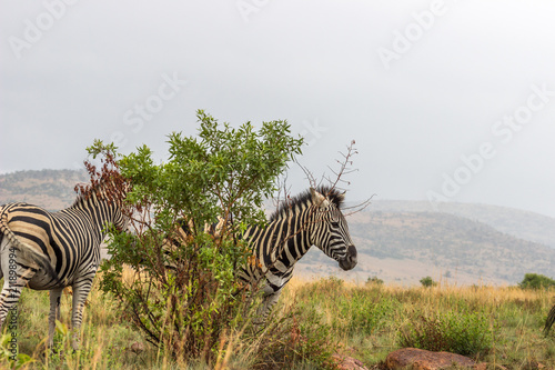 Burchels Zebra in Pilanesberg National park