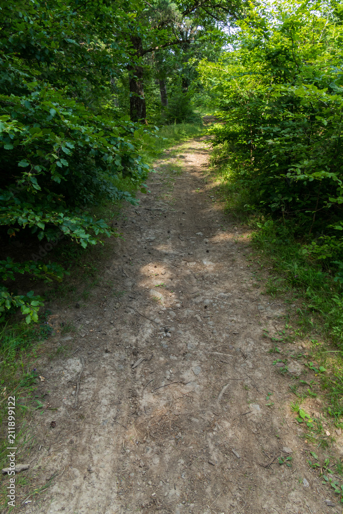 a country road through the Carpathian deciduous forest