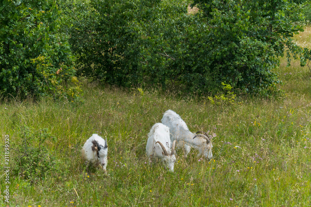Goats graze in the field against the background of deciduous green trees Goats graze in the field against the background of deciduous green trees
