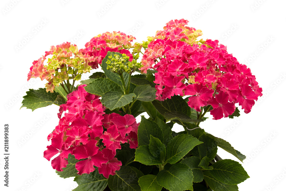 Hydrangea Macrophylla Curly Sparkle Red" Images – Browse 4 Stock Photos,  Vectors, and Video | Adobe Stock