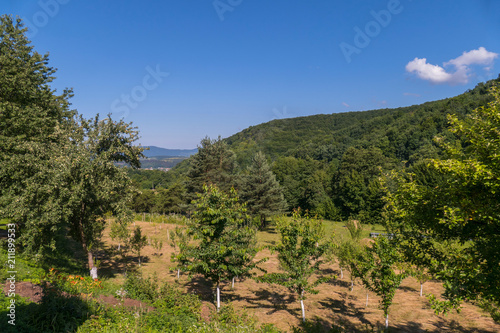 Garden with fruit trees against the backdrop of a huge green mountain
