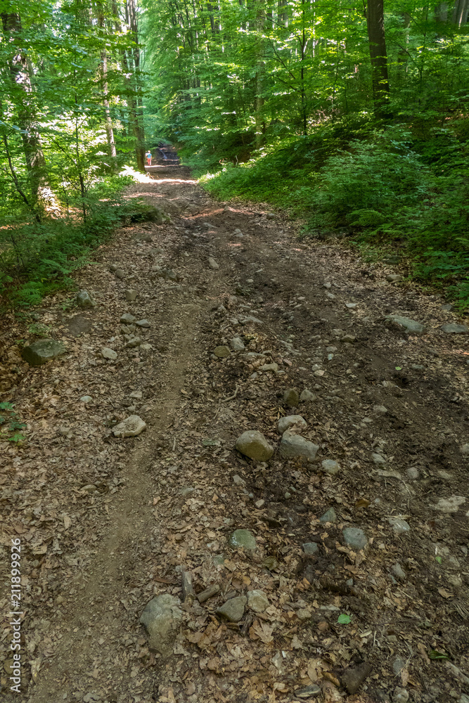 a dirt road in the forest interspersed with stones among bushes and trees a dirt road in the forest interspersed with stones among bushes and trees