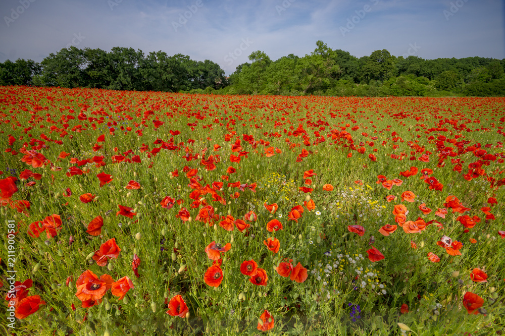 red poppies on a meadow