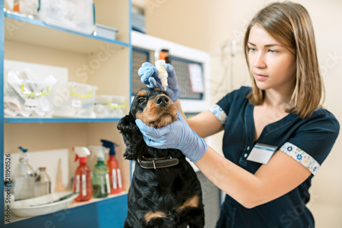 The medicine, pet care and people concept - dog and veterinarian doctor at vet clinic