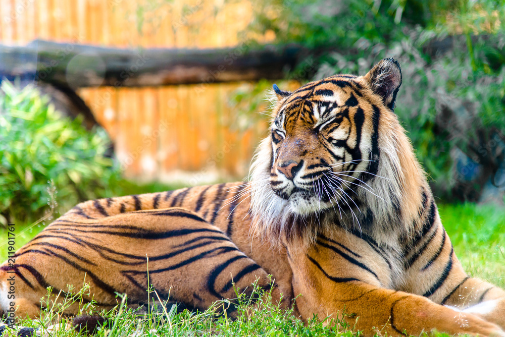 Obraz premium Bengal tiger in zoo. Animals in captivity.