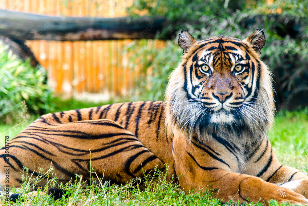 Obraz premium Portret tygrysa patrząc w kamerę. Widok z przodu Panthera tigris w. Zwierzęta w zoo.