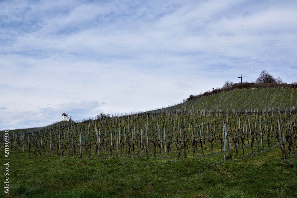 Fototapeta premium Weinberge in Süddeutschland am Bodensee zwischen hagnau und Meersburg