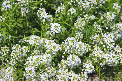 White flowers of Lobularia maritima blossoming in garden