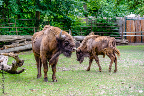 Auroch, animal in zoo. Aurochs lives in european nature reserves. Those animals are under protection.