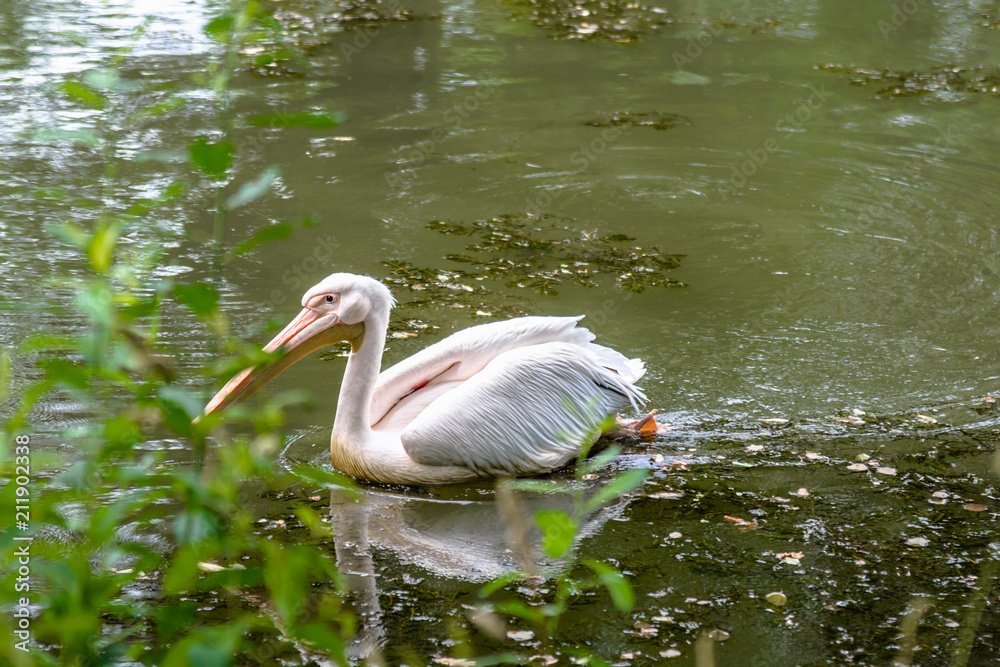 Great white pelican fishing on the water. Bird swimming on pond in zoo. Great white pelican fishing on the water. Bird swimming on pond in zoo.
