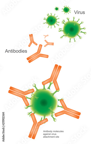 Antibody and Virus. Illustration Health care and medical infographic.